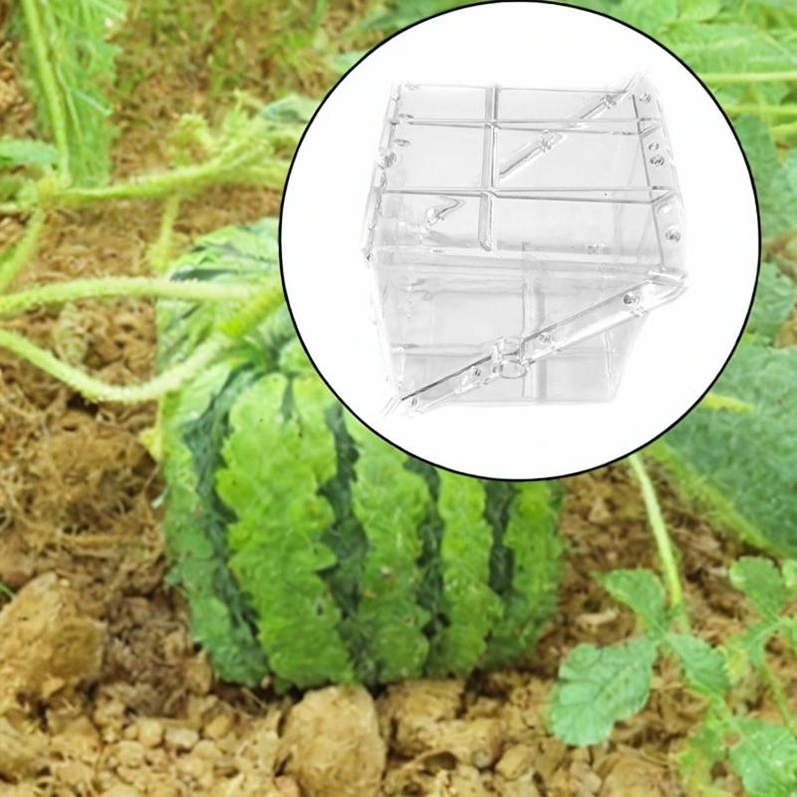 Square Watermelon Growth Mold  - огляд і ціна Gardening Tools Unique