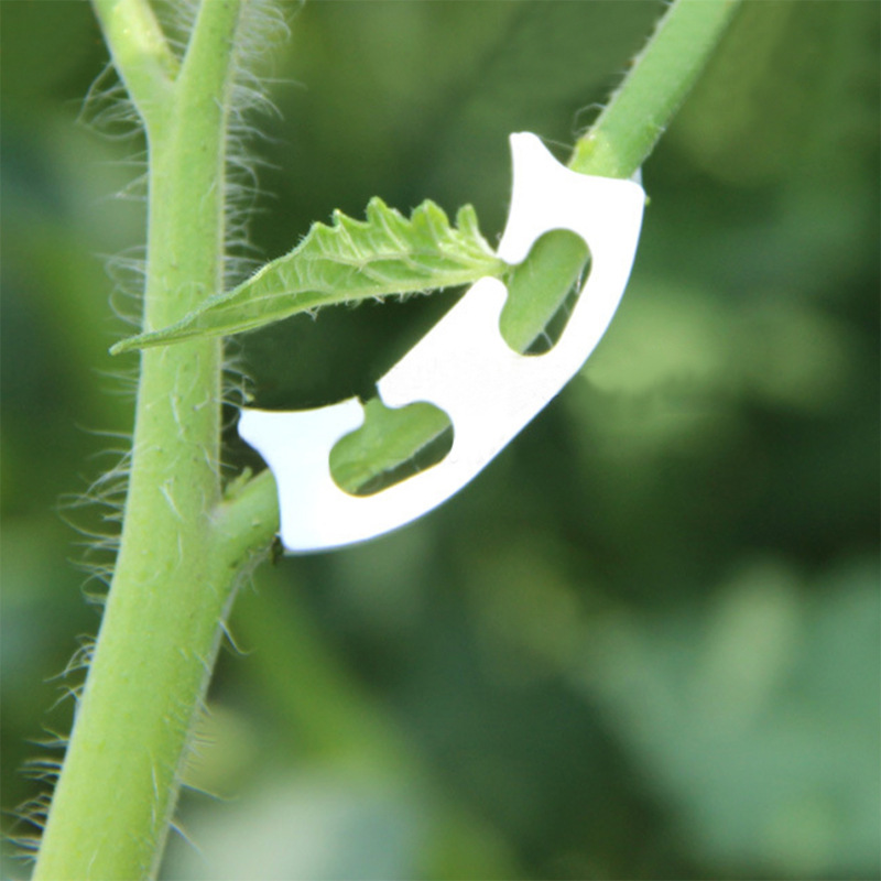 50/100pcs Botany-stem Vine Str - огляд і ціна Gardening Tools Holder